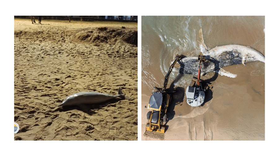 Dois golfinhos e uma baleia foram encontrados mortos em praias do litoral de SP entre quinta-feira e sábado - Divulgação/Instituto Argonauta