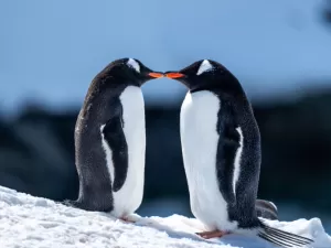 Pinguins que dão pedrinhas de presente podem te ensinar a demonstrar afeto