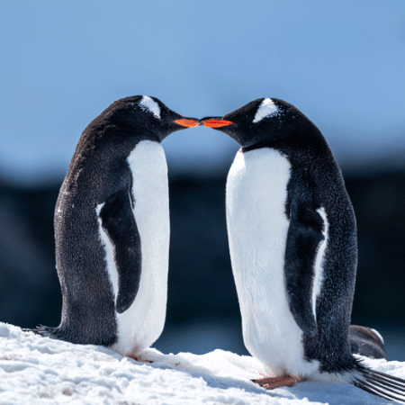 Casal de pinguins-gentoo