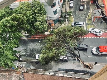 Árvore caiu sobre carro na região de Pinheiros, zona oeste de São Paulo - Redes sociais - 12.mar.25