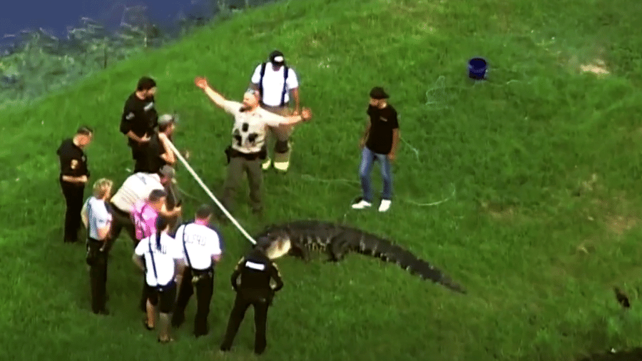 Polícia capturou e matou um jacaré de 3,6 m que atacou e matou um pescador de 71 anos na Flórida (EUA)