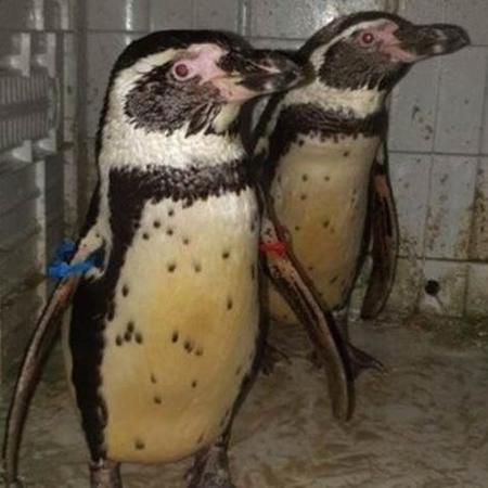 Par de pinguins Humboldt havia desaparecido em novembro; muitos já haviam perdido a esperança de que eles fossem encontrados - NottinghamShire Police/BBC