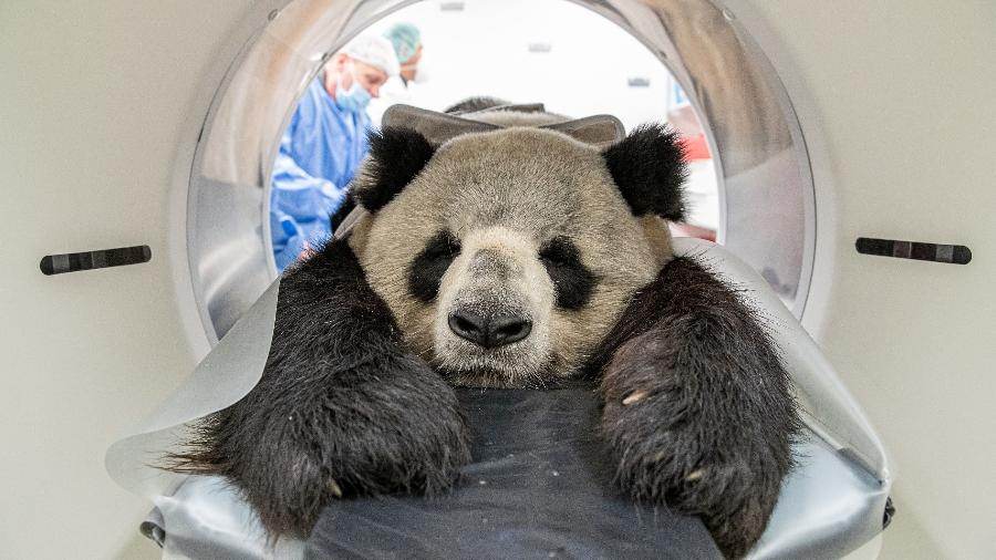 O panda Jiao Qing, do zoo de Berlim, foi anestesiado para ser submetido a uma sessão de tomografia computadorizada - Zoo Berlin/AFP