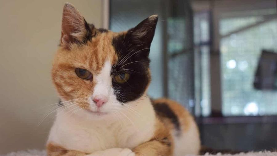 A gatinha Georgie, que foi localizada por seus antigos donos, no Reino Unido, 12 anos após sumir - Divulgação