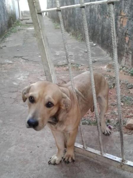 Cachorro não conseguiu passar pela grade do portão e ficou entalado - Divulgação/ Corpo de Bombeiros de Goiás