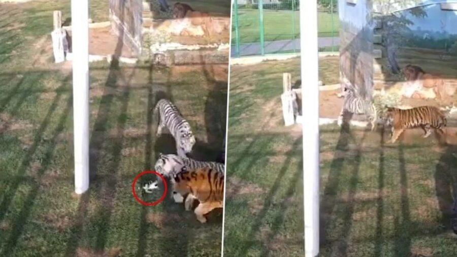 Gata atacada por tigres - Reprodução/Instagram