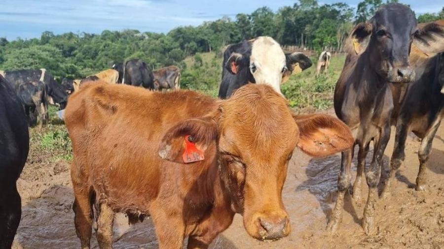 Entidades de defesa animal afirmam que os 302 bezerros encontrados na fazenda em Cunha estavam extremamente fracos ou doentes - Reprodução/Redes Sociais