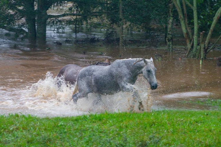 Animais de grande porte, como cavalos, também foram regastados na cidade de Venâncio Aires, uma das mais atingidas pela tragédia