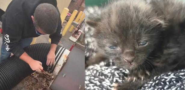 Funcionários ouvem miados e salvam gatos presos em triturador; veja vídeo