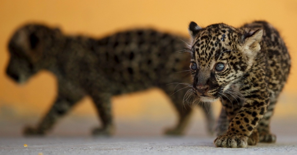 15.out.2015 - Casal de filhotes de jaguar são apresentados para a imprensa, no zoológico da cidade de Juarez, no México