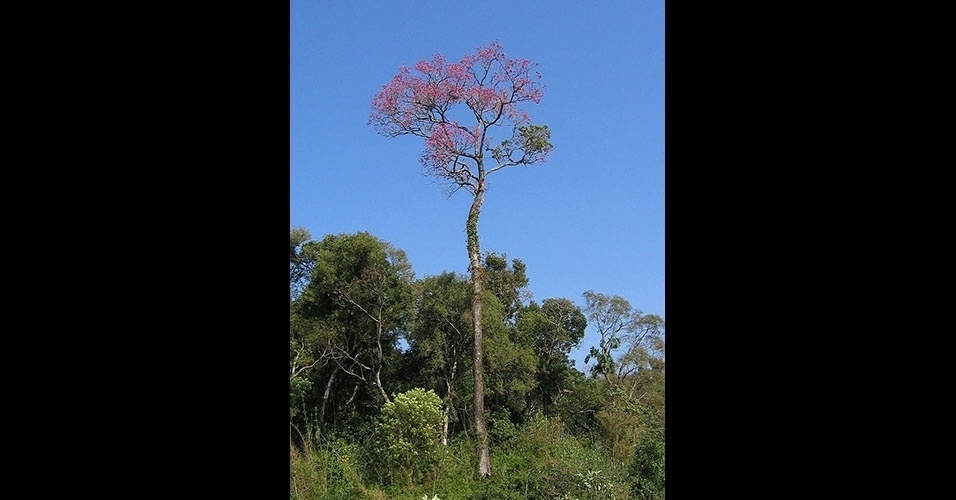 Ipê - Árvore nativa da Mata Atlântica brasileira. Ocorre também no cerrado. Possui crescimento rápido, com altura variando entre 8 e 12 metros, podendo chegar a 30 metros no interior da mata. É muito usada em arborização urbana.  FLORESTA MADURA: típica de florestas melhor conservadas. Por viver muitos anos e atingir grande porte, possui grande capacidade de estocar carbono - Reprodução/WikimediaCommons