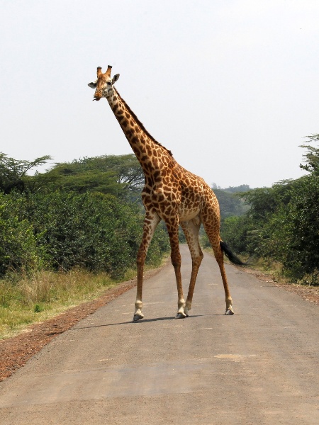 Convenção sobre o Comércio Internacional de Espécies Ameaçadas da Flora e Fauna Selvagens votou a favor da proteção das girafas do comércio desregulado das partes do corpo do animal - Thomas Mukoya/Reuters