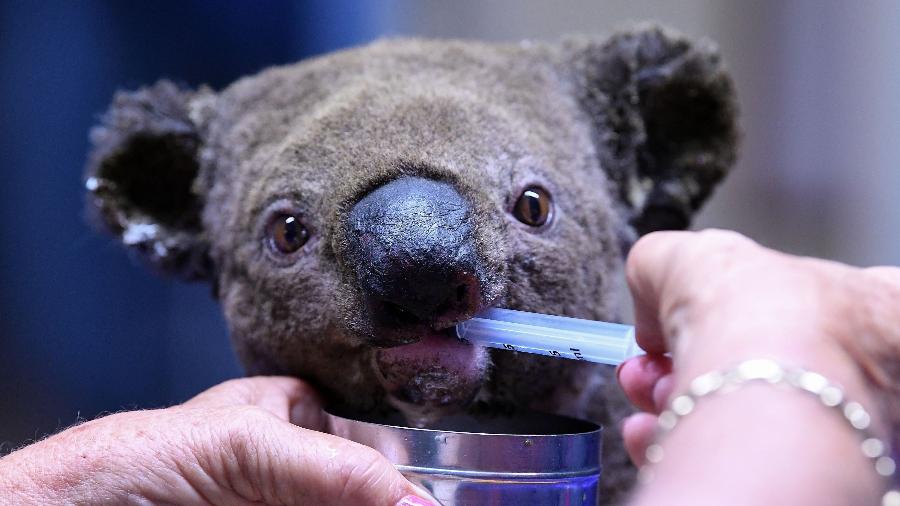 2.nov.2019 - Coala desidratado recebe tratamento em um hospital em Port Macquarie, na Austrália, depois de ser resgatado de um incêndio em uma área de 2.000 hectares - Saeed Khan/AFP