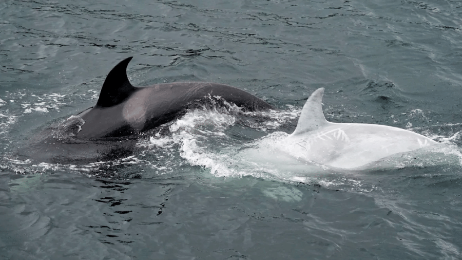 Biólogos foram surpreendidos por uma rara orca branca enquanto procuravam baleias jubarte no Alasca - Reprodução/Twitter/Stephanie Hayes