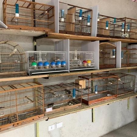Polícia Federal deflagra operação que combate o tráfico de animais silvestres - Divulgação/PF