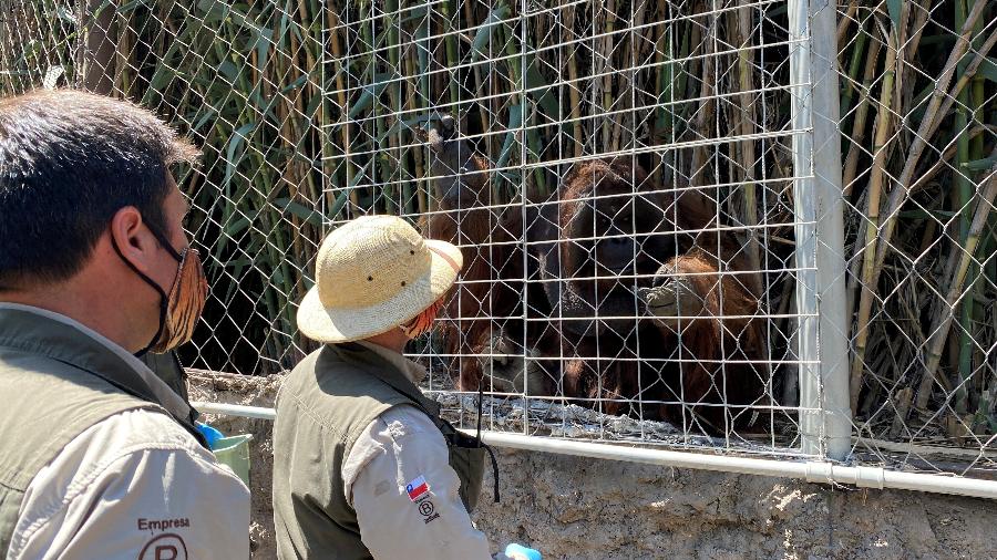 Animais em zoológico de Santiago, no Chile, recebem vacina experimental contra covid - Buin Zoo/Handout via REUTERS
