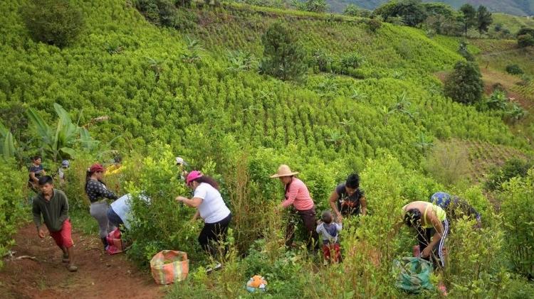 A folha de coca é um elemento tradicional há séculos entre povos indígenas da América do Sul - GETTY IMAGES - GETTY IMAGES