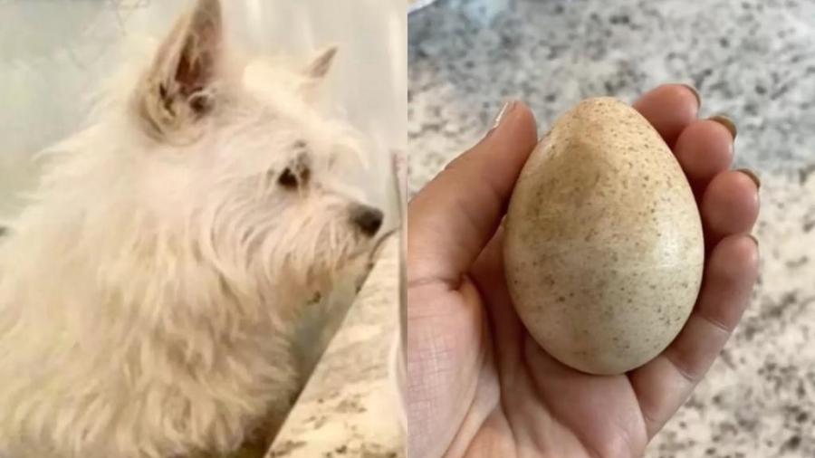 Dona de Stella encontrou cadela brincando com ovo em propriedade de Maine - Erica Laurenzi/Reprodução