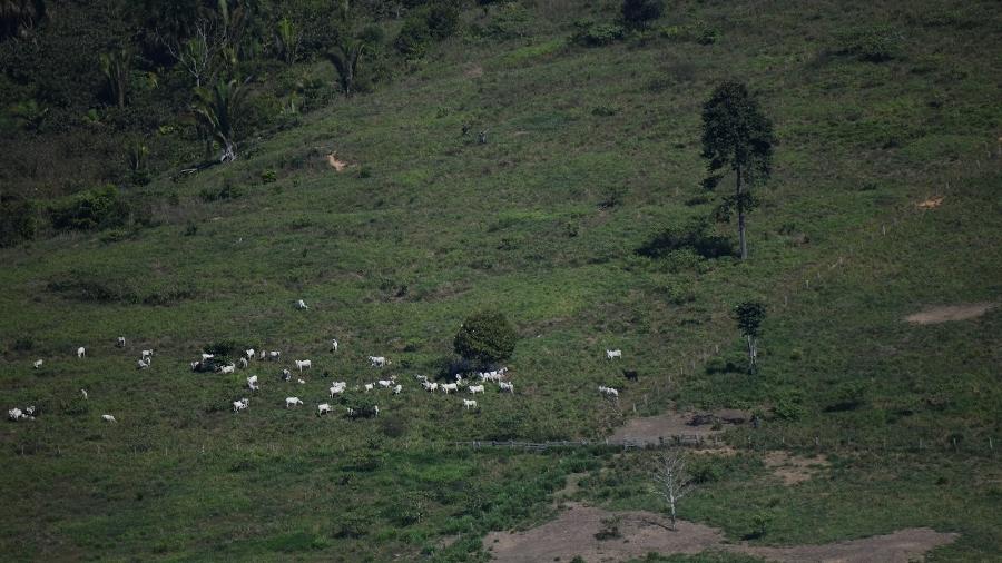 Maior parcela de gado ilegal vendido à JBS é proveniente de fazenda em que o Ibama tenta, há 15 anos, restabelecer a floresta derrubada sem autorização - Nilo D?Avila/Greenpeace/Repórter Brasil
