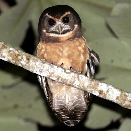 Murucututu-de-barriga-amarela é coruja de grande porte comum da Mata Atlântica e ameaçada de extinção - © Aves de Rapina Brasil - © Aves de Rapina Brasil