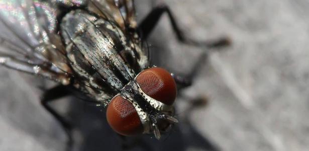 C.S.I. da natureza: insetos, fungos e micróbios ajudam a desvendar crimes