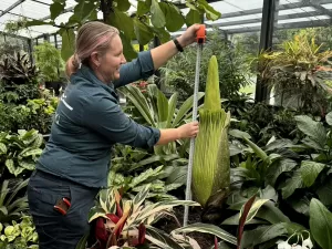 'Cheiro da morte': por que visitantes fazem fila para ver flor na Austrália