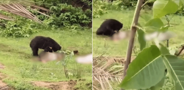 Ataque de urso mata irmãos na Índia; terceira irmã ficou ferida