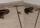 Sapo devora escorpiões em segundos e vídeo chama atenção no interior de SP