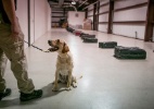 EUA treinam cachorros para detectar fabricantes de bombas - Ilana Panich-Linsman/The New York Times