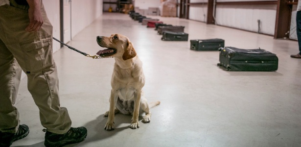 O labrador Gghee, 5, se prepara para farejar uma fila de malas em centro de treinamento de cachorros na Base Aérea de Lackland em San Antonio, no Texas (EUA) - Ilana Panich-Linsman/The New York Times