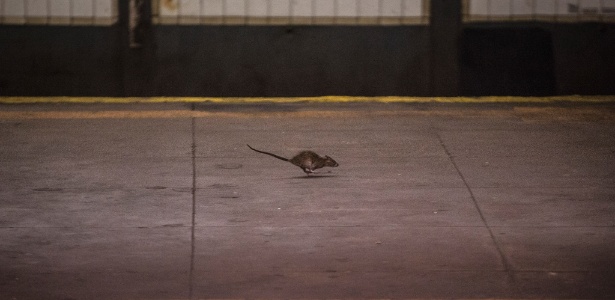 Uma ratazana corre na plataforma de uma estação de metrô, em Manhattan, Nova York - Michael Appleton/The New York Times