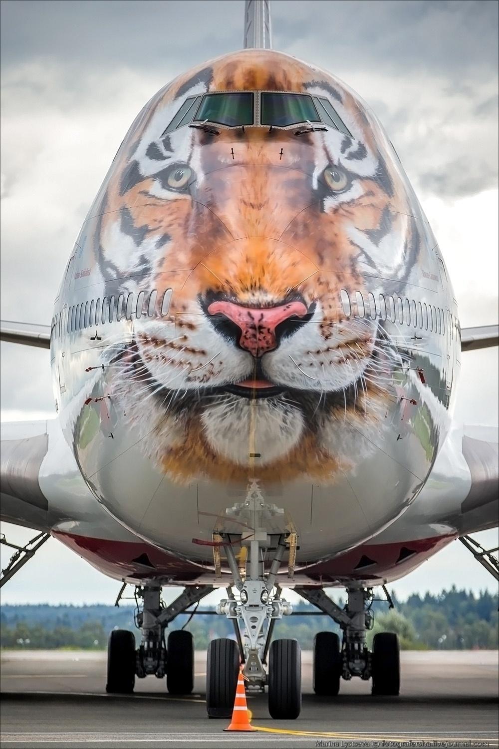 Rossiya Airlines Boeing 747 tigre siberiano - Divulgação