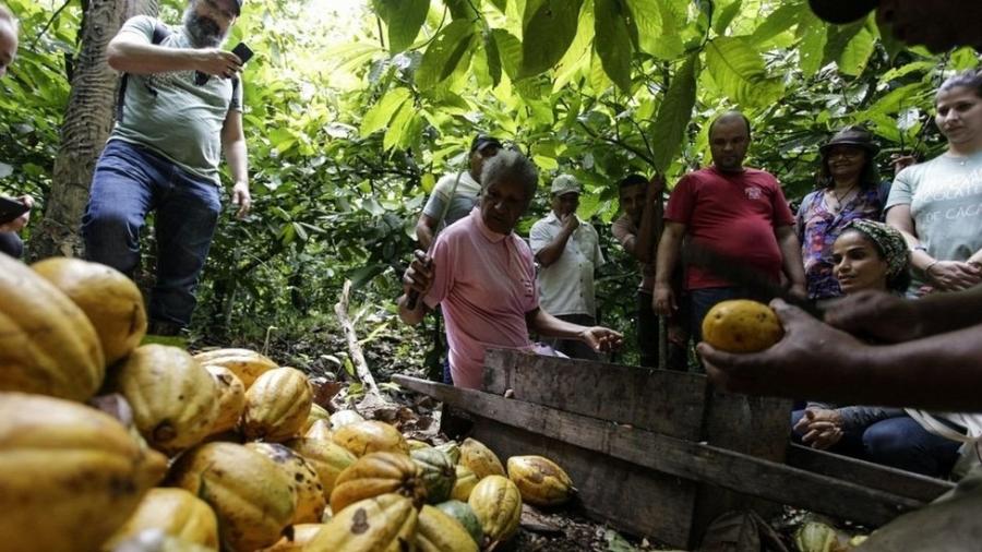 Produção de cacau no sistema tradicional de cabruca, na Bahia, em que os cacaueiros são cultivados à sombra de árvores maiores - Governo da Bahia