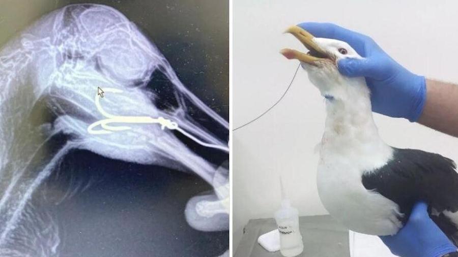 Após ter o anzol retirado, a gaivota está tomando antibióticos para tratar um abcesso causado por infecção na ferida - Divulgação/Instituto Biopesca