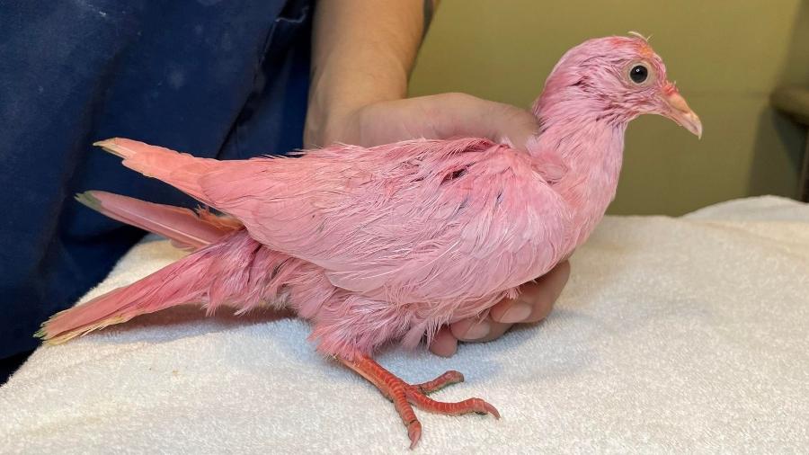 Pombo pintado de rosa para chá revelação é resgatado - Facebook/Wild Bird Fund