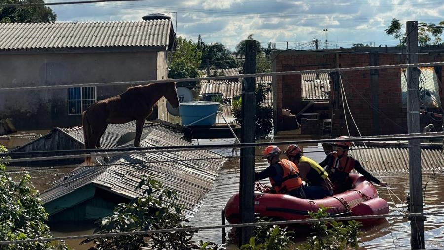 Voluntários participaram do resgate do cavalo Caramelo em Canoas (RS)