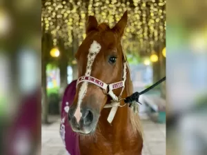 Cavalo Caramelo, símbolo das enchentes no RS, protagoniza chamada de série