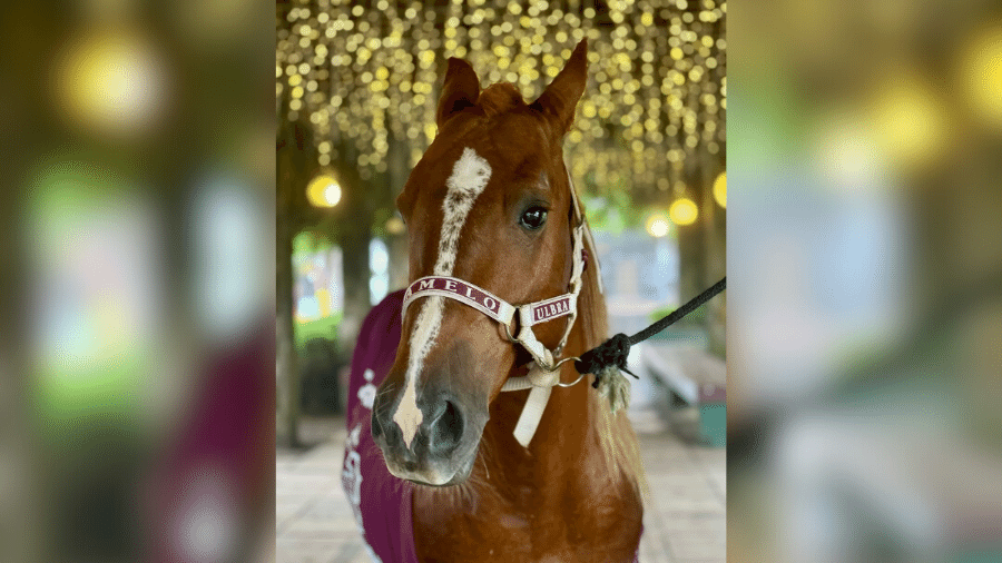 Cavalo Caramelo encontrou um novo lar na Universidade Luterana do Brasil (Ulbra), em Canoas (RS) - Reprodução/Instagram/@caramelocavalooficial