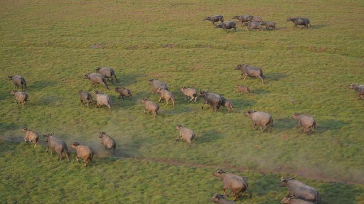 Búfalos ocupam área estimada de 12% da Reserva Biológica Guaporé