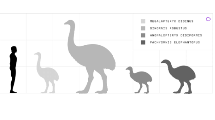 Ilustração mostra a proporção de altura entre um ser humano e diferentes espécies de moa
