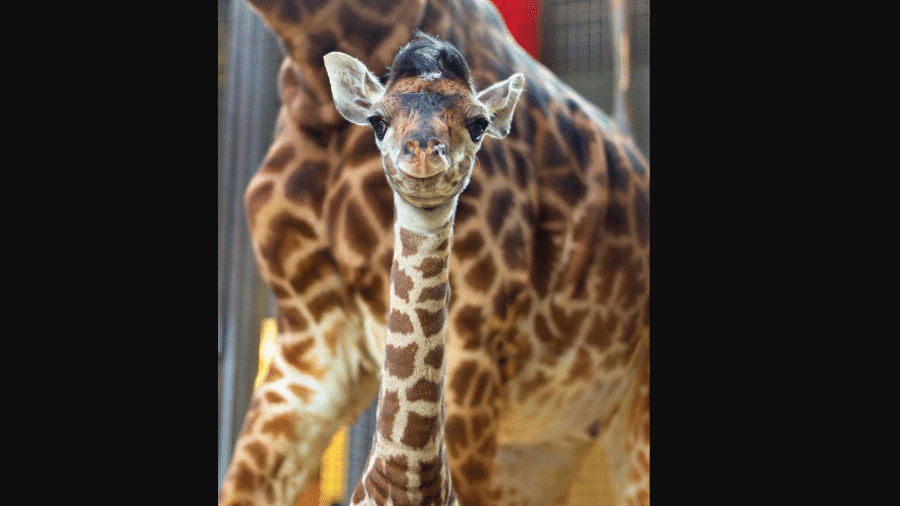 Filhote de girafa no zoológico de Toronto, no Canadá - Divulgação/Instagram