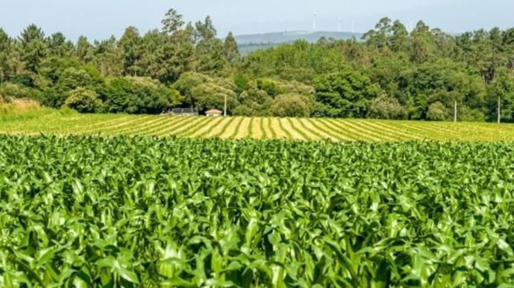 Os serviços ecológicos que alguns parasitas fornecem à agricultura são inestimáveis - Getty Images - Getty Images