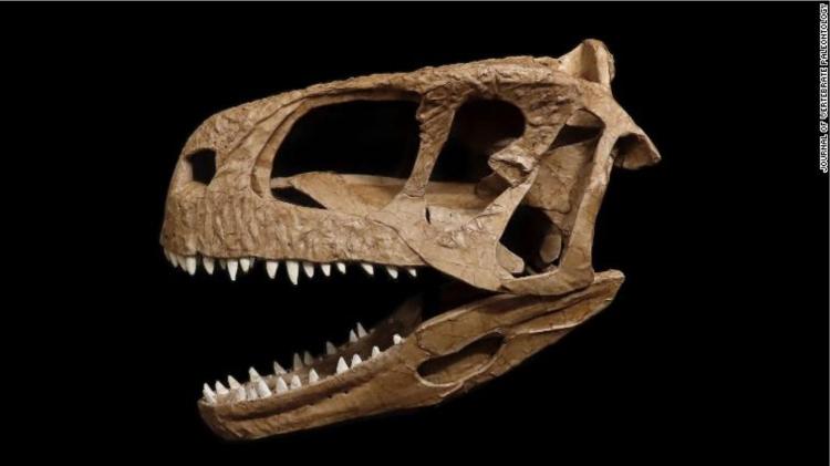 Reconstitución del cráneo de dinosaurio de la especie Llukalkan aliocranianus, que vivió hace 80 millones de años - Press Release/Journal of Paleontoly Vertebrates - Press Release/Journal of Paleontoly Vertebrates 