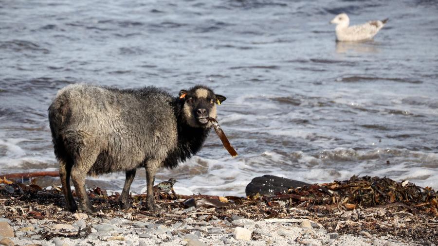 Ovelhas comem algas em certas épocas do ano em uma pequena ilha escocesa - AFP/Adrian DENNIS