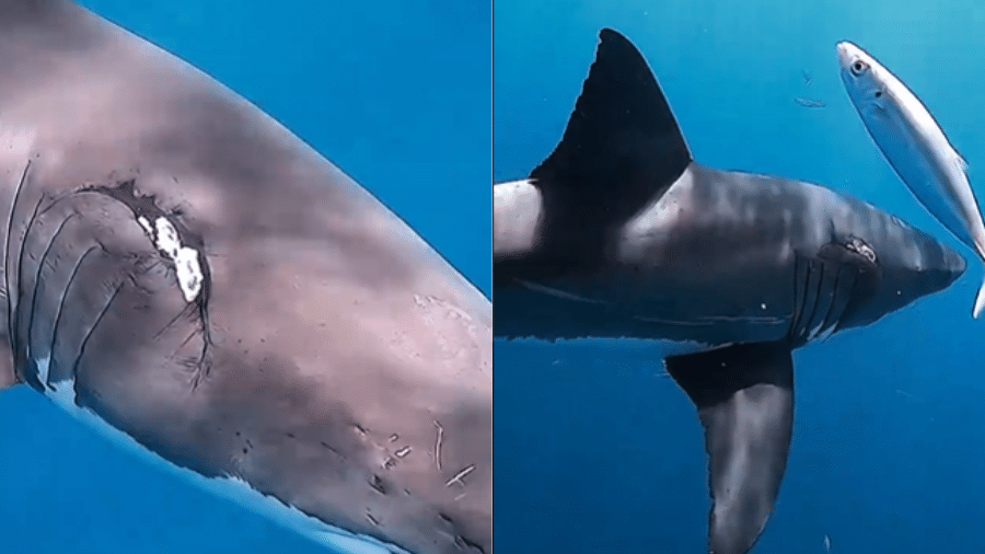 Cicatriz de tubarão-fêmea pode ser resultado de acasalamento forçado, indicou cineasta - Reprodução/Instagram/@jalilnajafov