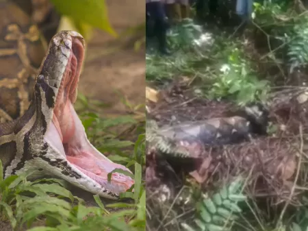 Cobra que mama em gente, anaconda no CE, salamanta mortal: o que é mito ou  realidade sobre serpentes - Ceará - Diário do Nordeste