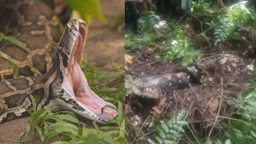 Cobra píton de 7 metros engole mulher viva em floresta da Indonésia - Reprodução/Redes Sociais/iStock/MesquitaFMS