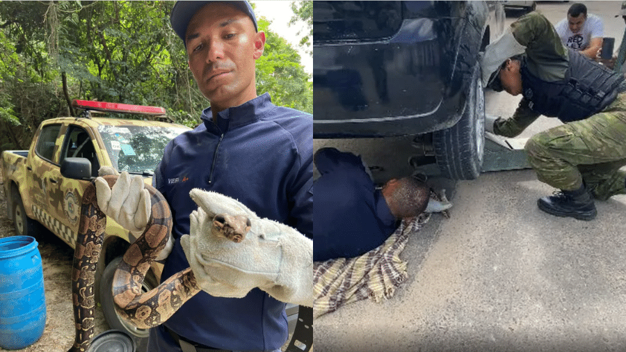 Cobra é resgatada enrolada em suspensão de carro em Maricá - Divulgação/Guarda Municipal de Maricá