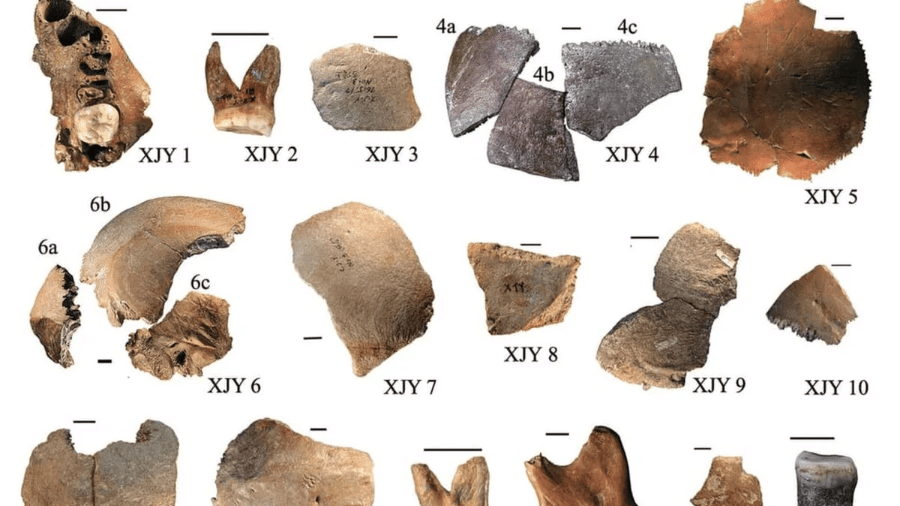 Pedaços dos crânios dos fósseis encontrados na China, maiores que de humanos normais