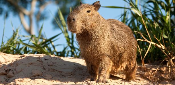 Com matéria de revista e 'bico' em filme do Oscar, capivaras ganham mundo